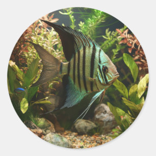 Striped altum angelfish classic round sticker