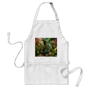 Striped altum angelfish standard apron