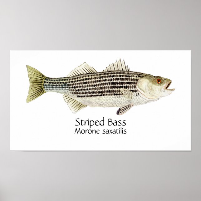 Striped Bass Art Poster (Front)