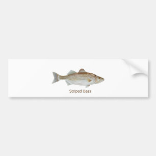 Striped Bass Art (titled) Bumper Sticker