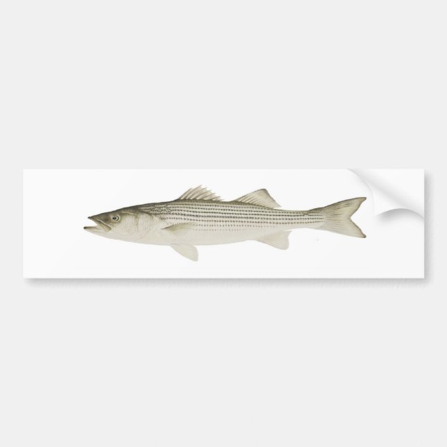 Striped Bass Bumper Sticker (Front)