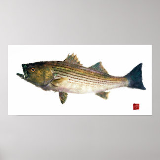 striped Bass Gyotauku Poster