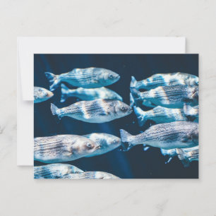 Striped Bass School Postcard