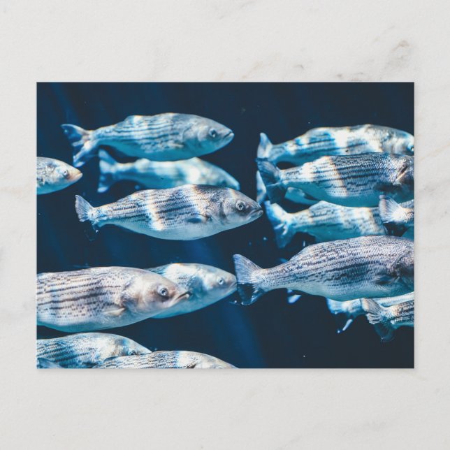 Striped Bass School  Postcard (Front)