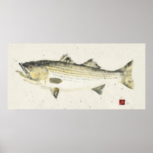 Striped Bass/ Speckled paper Poster