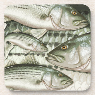 Striped Bass (Striper) Coasters