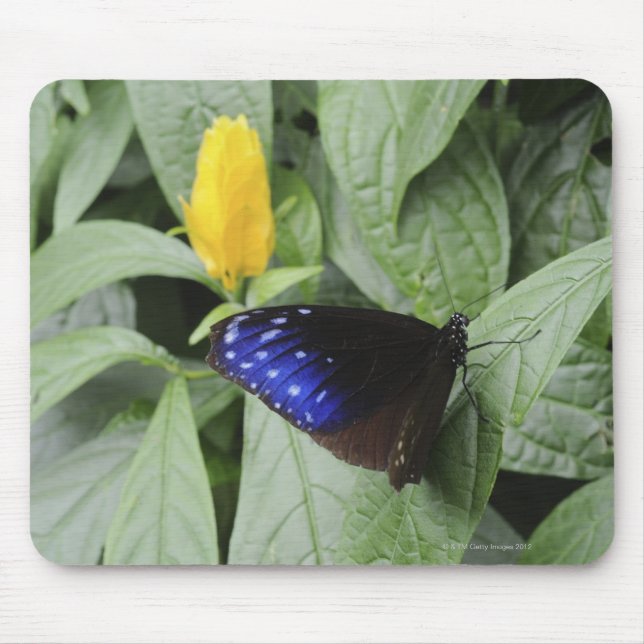 Striped Blue Crow (Euploea mulciber) on leaf, Mouse Pad (Front)