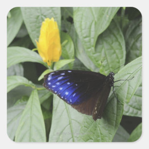 Striped Blue Crow (Euploea mulciber) on leaf, Square Sticker