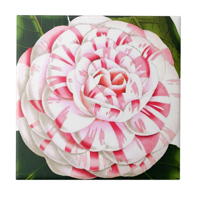 Striped candy cane camellia tile (Front)