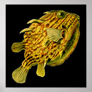 Striped Cowfish Ernst Haeckel Fine Art Poster