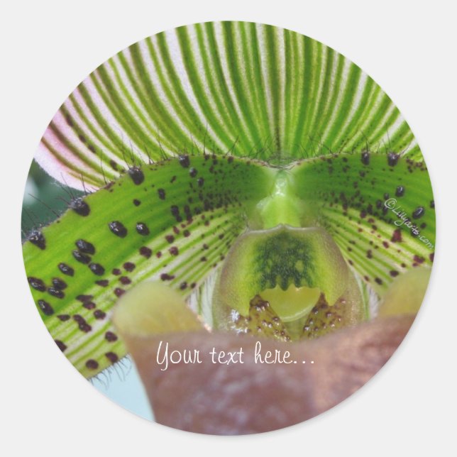 Striped Green Slipper Orchid Envelope Seal (Front)