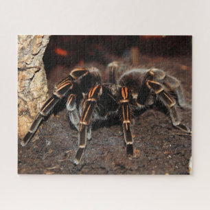 Striped-knee Tarantula Spider Jigsaw Puzzle