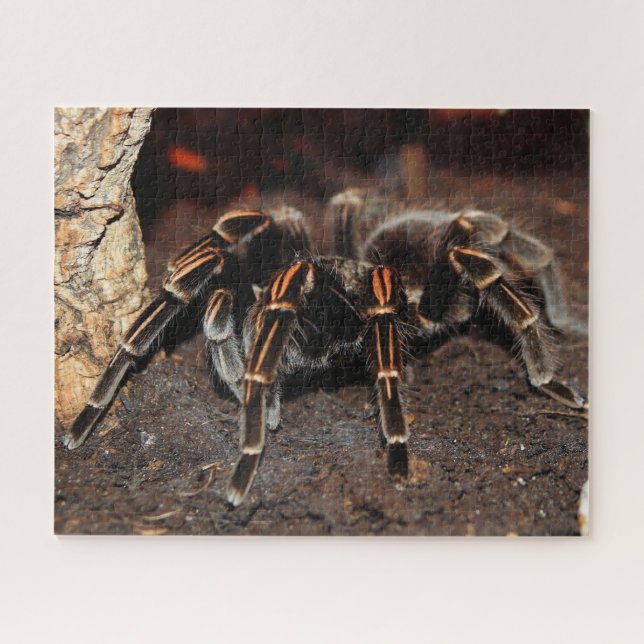 Striped-knee Tarantula Spider Jigsaw Puzzle (Horizontal)