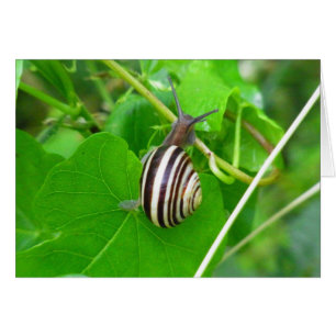Striped Land Snail on a Green Leaf Blank Card