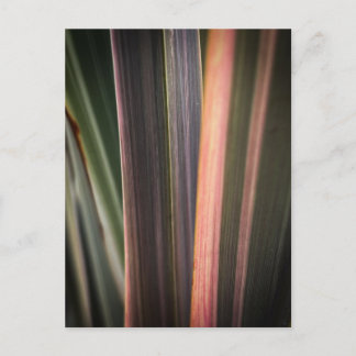 Striped Leaves Postcard