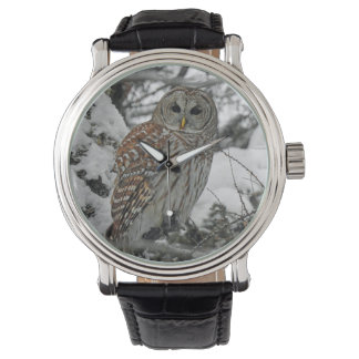 Striped Owl Watch