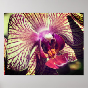 Striped Purple Orchid Flower Close Up  Poster