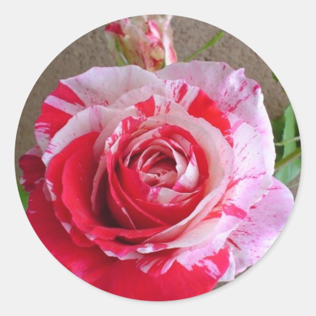 Striped Rose Sticker (Front)
