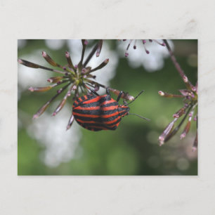 Striped Shieldbug postcard