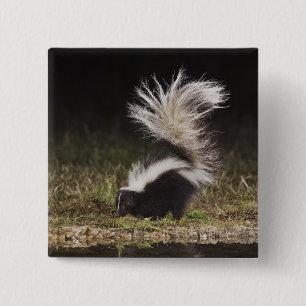 Striped Skunk, Mephitis mephitis 15 Cm Square Badge