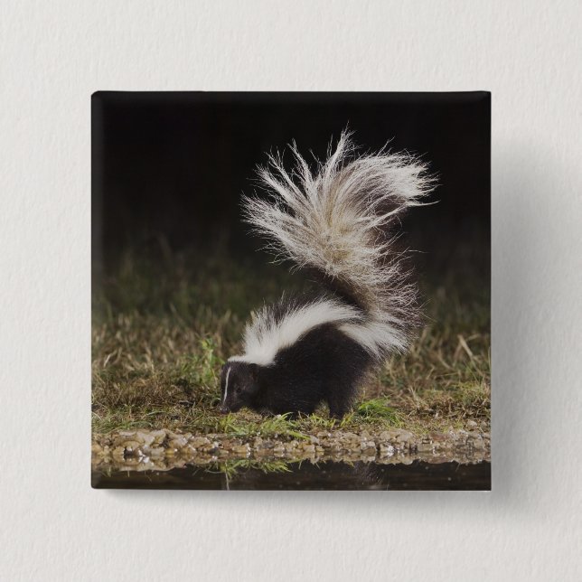 Striped Skunk, Mephitis mephitis 15 Cm Square Badge (Front)
