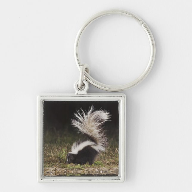 Striped Skunk, Mephitis mephitis Key Ring (Front)