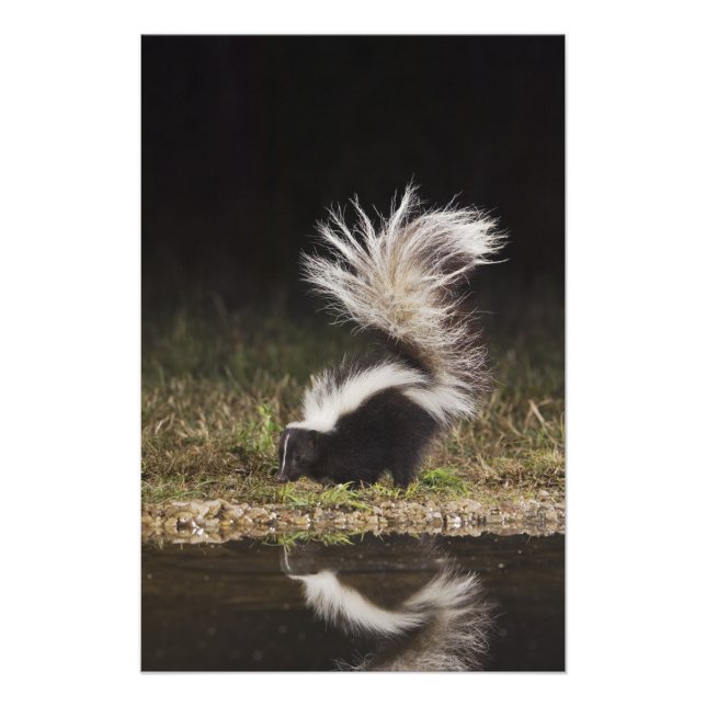 Striped Skunk, Mephitis mephitis Photo Print (Front)