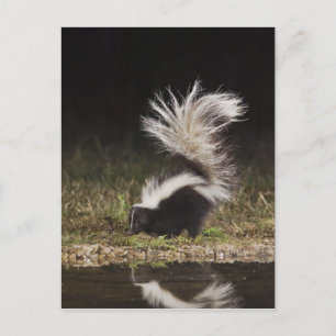 Striped Skunk, Mephitis mephitis Postcard