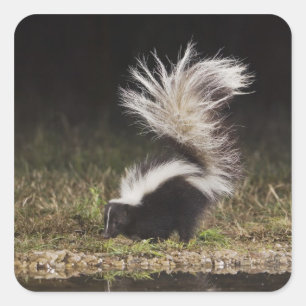 Striped Skunk, Mephitis mephitis Square Sticker