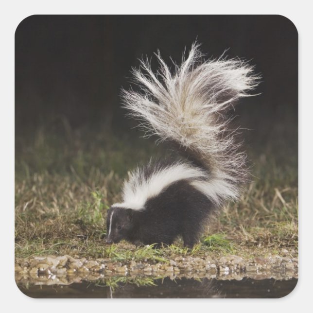 Striped Skunk, Mephitis mephitis Square Sticker (Front)