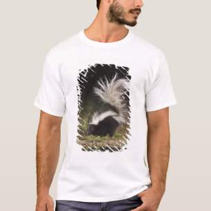 Striped Skunk, Mephitis mephitis T-Shirt