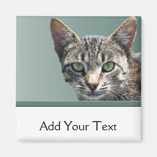 Striped Tabby with Green Eyes Magnet