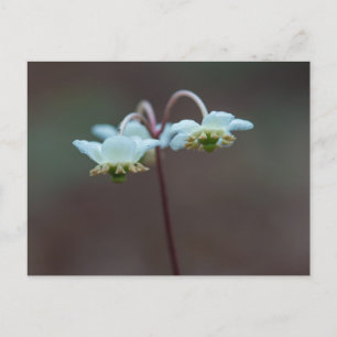 Striped Wintergreen Pipsissewa Wildflower Postcard