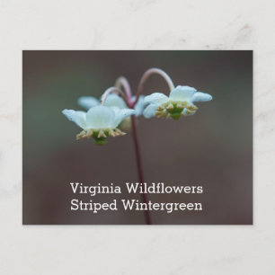 Striped Wintergreen Virginia Wildflower Postcard