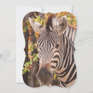 Striped zebra close up in a mopani forest photo