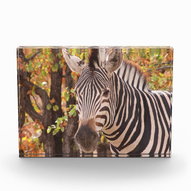 Striped zebra close up in a mopani forest photo block (Front)