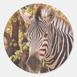 Striped zebra close up in a mopani forest photo classic round sticker
