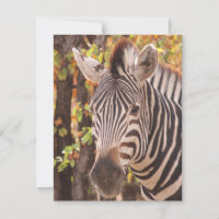 Striped zebra close up in a mopani forest photo