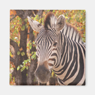 Striped zebra close up in a mopani forest photo magnet