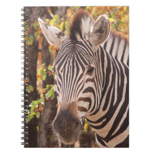 Striped zebra close up in a mopani forest photo notebook