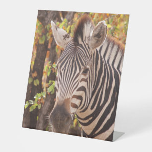 Striped zebra close up in a mopani forest photo pedestal sign