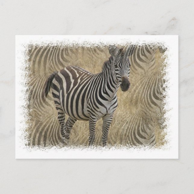 Striped Zebra Postcard (Front)