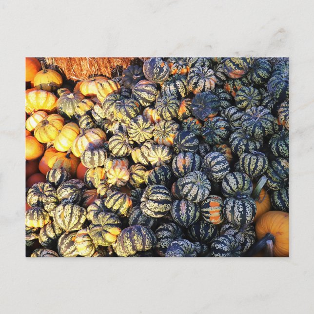 Stripes And Pumpkins  Postcard (Front)