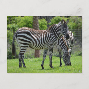 Stripes go with Everything! Postcard