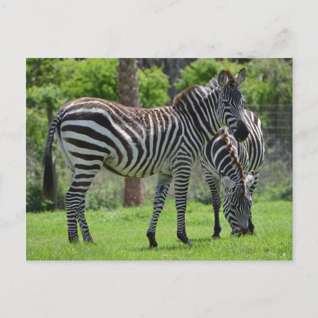 Stripes go with Everything! Postcard (Front)