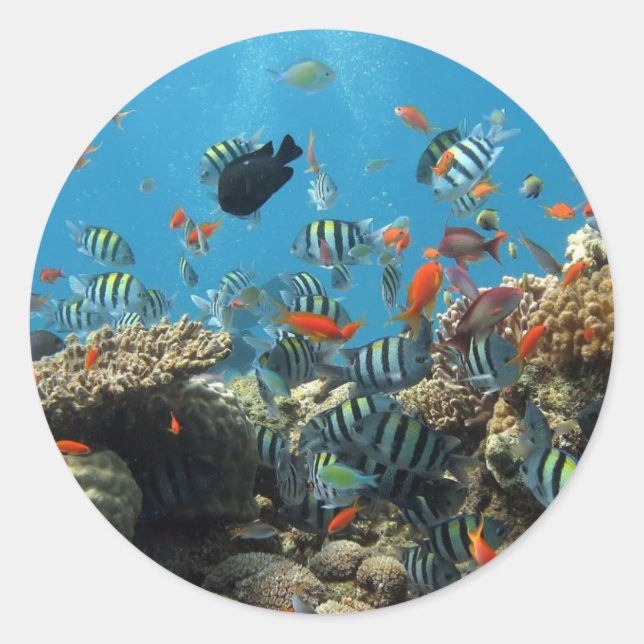 Stripey Fish Classic Round Sticker (Front)