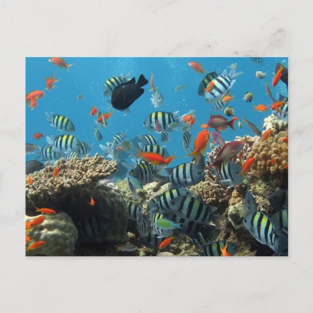 Stripey Tropical Fish Coral Chaos Holiday Postcard (Front)