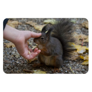 stroke a squirrel magnet