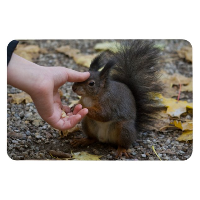stroke a squirrel magnet (Horizontal)