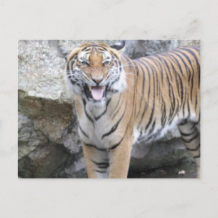 Strong Tiger Postcard